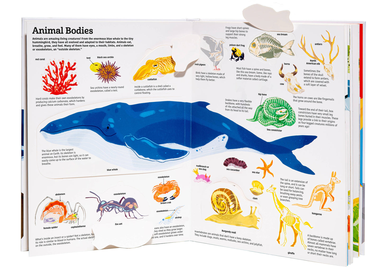 Chronicle Books - The Ultimate Book of Animals